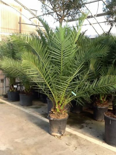 PHOENIX CANARIENSIS