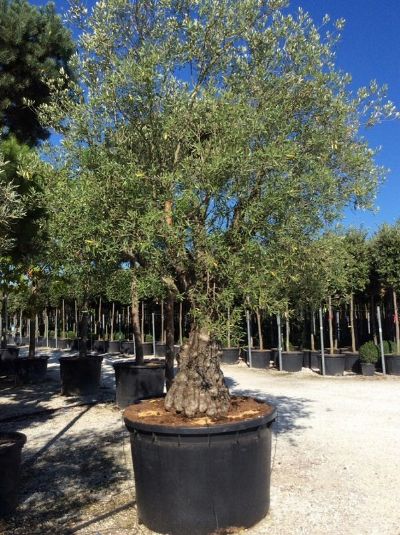 OLEA EUROPEA