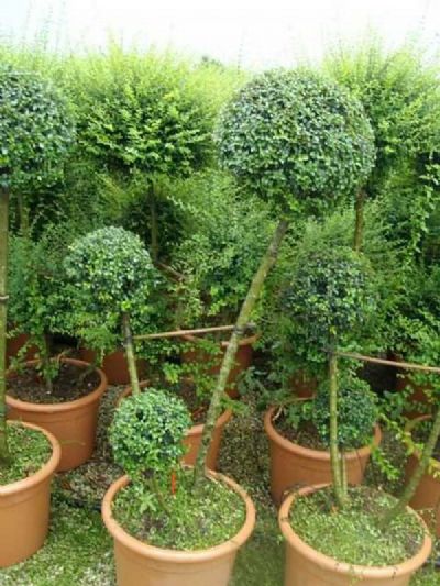 LIGUSTRUM JONANDRUM