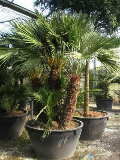 CHAMAEROPS HUMILIS