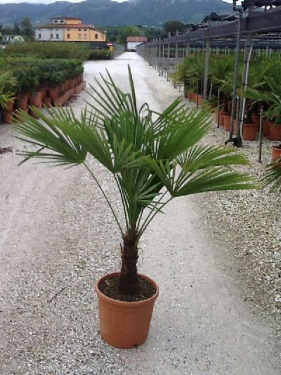 CHAMAEROPS EXCELSA