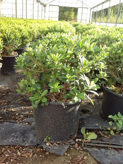 PITTOSPORUM TOBIRA NANUM