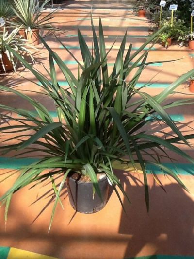 PHORMIUM TENAX