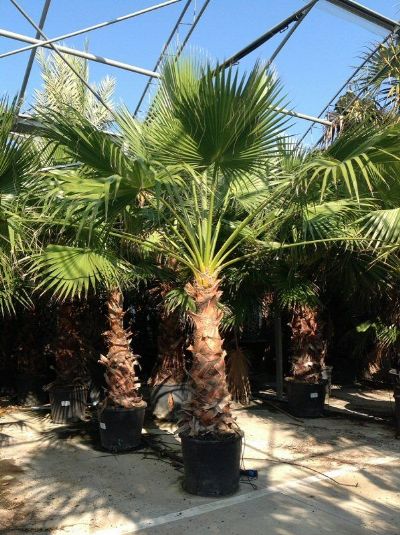 WASHINGTONIA ROBUSTA